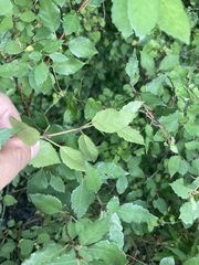 Plagianthus