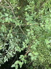Plagianthus