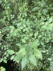 Plagianthus