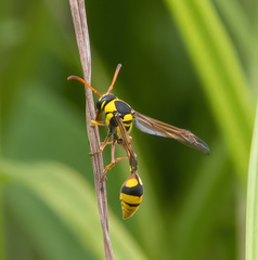 Delta campaniforme campaniforme