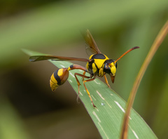 Delta campaniforme campaniforme