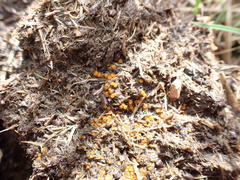 Cheilymenia coprinaria