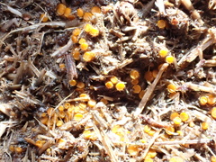 Cheilymenia coprinaria