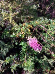 Grevillea acanthifolia
