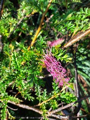 Grevillea acanthifolia