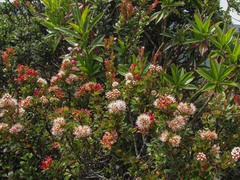 Weinmannia cochensis