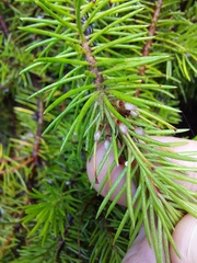 Persoonia chamaepitys