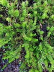 Persoonia chamaepitys
