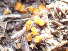 Cheilymenia coprinaria