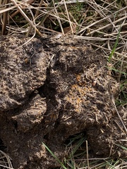 Cheilymenia coprinaria