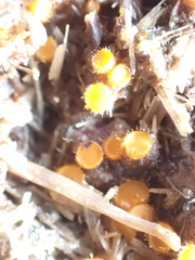 Cheilymenia coprinaria