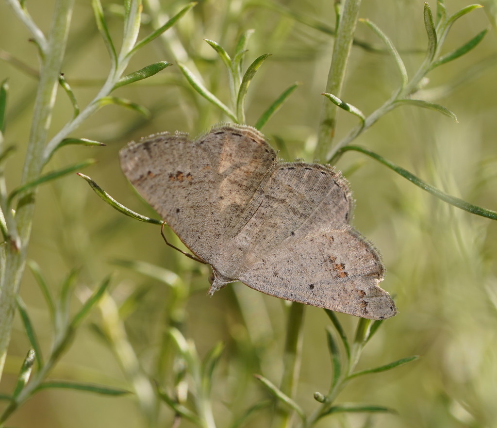 Casbia lithodora