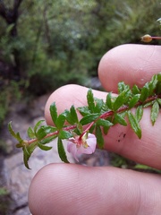 Bauera microphylla
