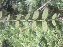 Metrosideros diffusa