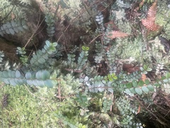 Metrosideros diffusa