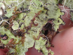 Pseudocyphellaria granulata