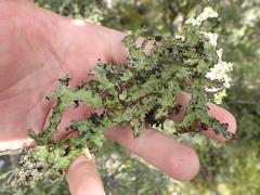 Pseudocyphellaria granulata