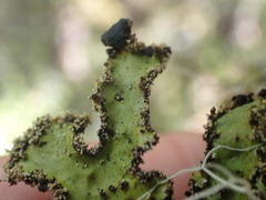 Pseudocyphellaria granulata