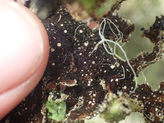 Pseudocyphellaria granulata