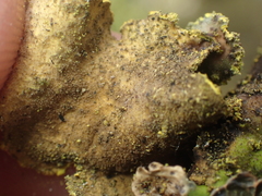 Crocodia rubella
