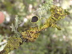 Crocodia rubella