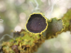 Crocodia rubella