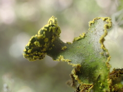 Crocodia rubella