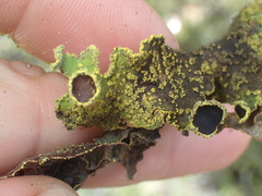 Crocodia rubella