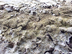 Parmelia saxatilis (Parmelia saxatilis)