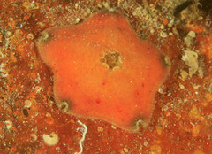 Meridiastra atyphoida