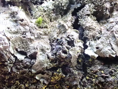 Melanohalea elegantula