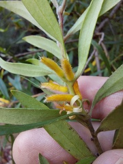 Persoonia mollis