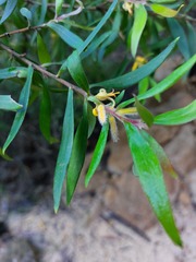 Persoonia mollis