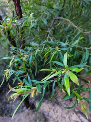 Persoonia mollis