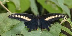 Papilio oenomaus