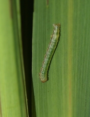 Epiphryne verriculata