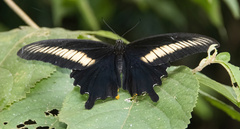 Papilio oenomaus