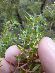 Styphelia setigera