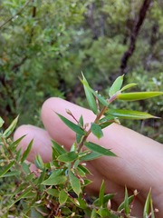 Styphelia setigera