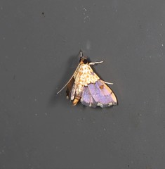 Agrotera longitabulata