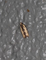 Ardozyga catarrhacta