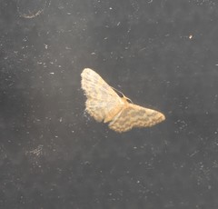Idaea simplex