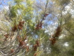 Dracophyllum subulatum
