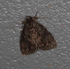 Crioa acronyctoides