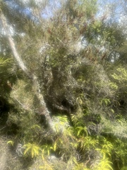 Dracophyllum subulatum