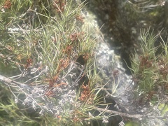 Dracophyllum subulatum