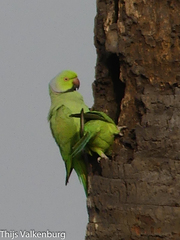 Psittacula krameri krameri