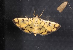Glycythyma chrysorycta