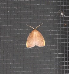 Hemonia micrommata