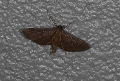 Hymenoptychis sordida